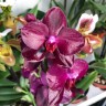 Орхидея Phalaenopsis Sogo Relex 