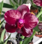 Орхидея Phalaenopsis Sogo Relex 