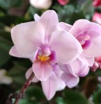 Орхидея Phalaenopsis Steffi, mini (отцвел)
