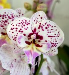 Орхидея Phalaenopsis Expressions, Big Lip (отцвел)