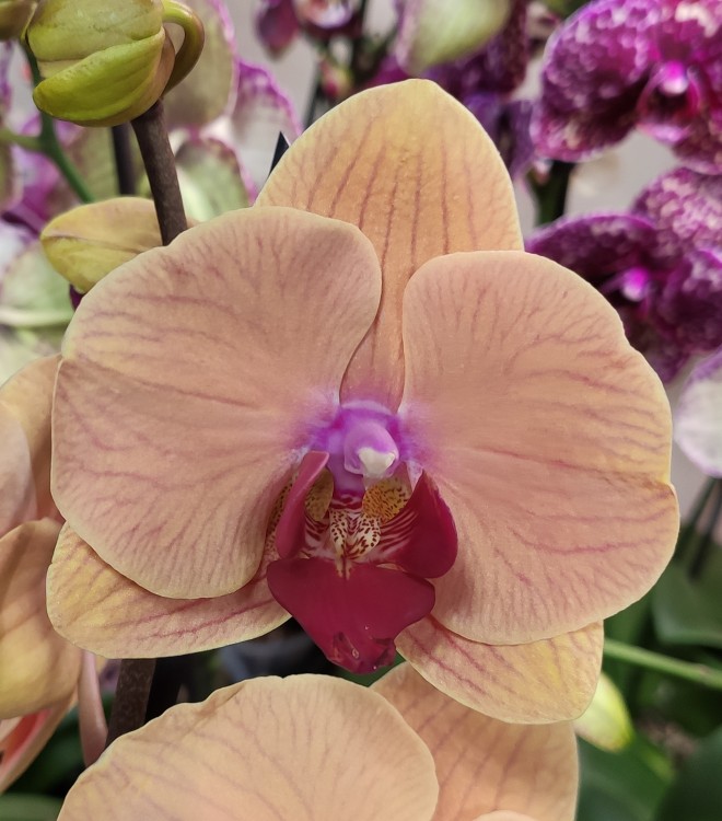 Орхидея Phalaenopsis Caribbean Dream (отцвёл, УЦЕНКА)  