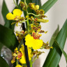 Орхидея Oncidium Sweet Sugar (отцвел)