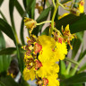 Орхидея Oncidium Sweet Sugar (отцвел)