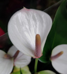 Anthurium Lipa Pink