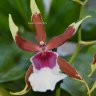Орхидея Beallara Eurostar 