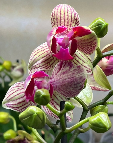 Орхидея Phalaenopsis peloric 