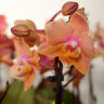 Орхидея Phalaenopsis Perfume Carola, multiflora (отцвел) 