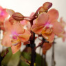 Орхидея Phalaenopsis Perfume Carola, multiflora (отцвел) 