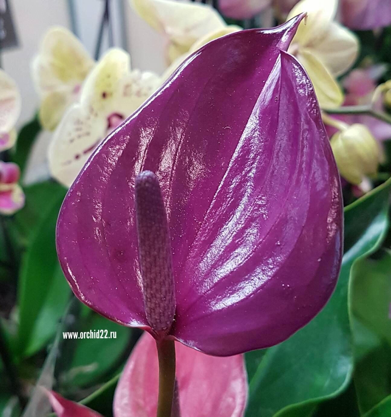 Anthurium Sensa (доцветает)