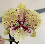 Орхидея Phalaenopsis Big Lip (отцвел)