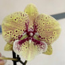Орхидея Phalaenopsis Big Lip (отцвел)