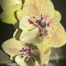 Орхидея Phalaenopsis Big Lip (отцвел)