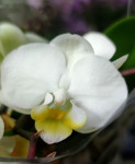Орхидея Phalaenopsis, mini 