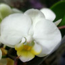 Орхидея Phalaenopsis, mini (отцвел)