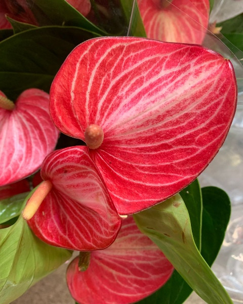 Anthurium Livium Ruby (отцвел)