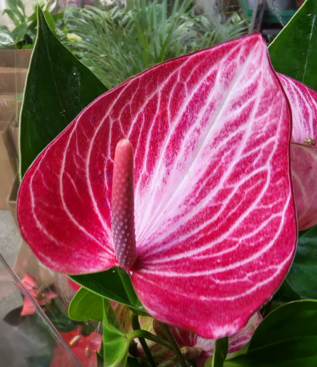 Anthurium Livium Ruby (отцвел)