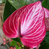 Anthurium Livium Ruby (отцвел)