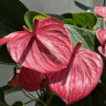 Anthurium Livium Ruby (отцвел)