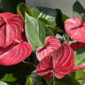 Anthurium Livium Ruby (отцвел)