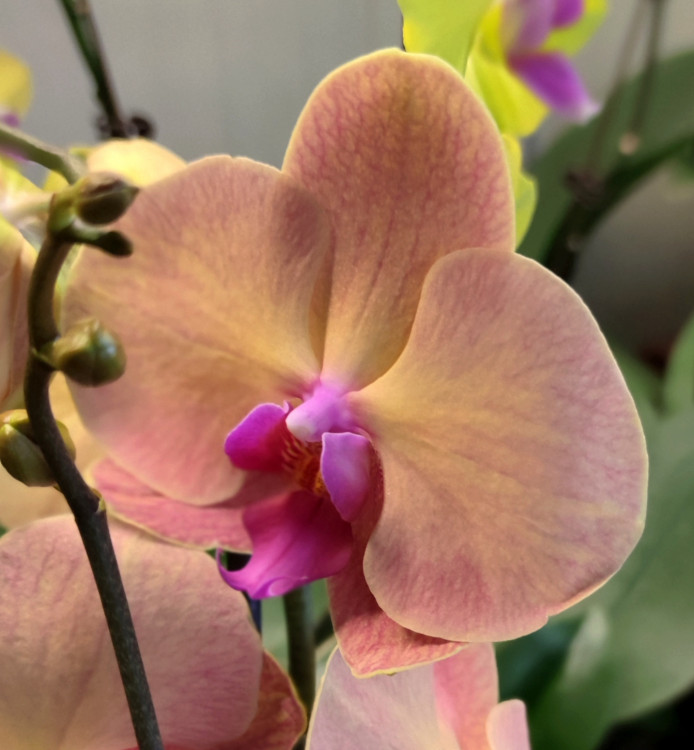 Орхидея Phalaenopsis OX Wedding Dress (отцвел)