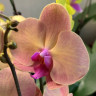 Орхидея Phalaenopsis OX Wedding Dress (отцвел)