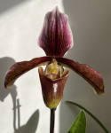 Орхидея Paphiopedilum hybrid