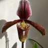 Орхидея Paphiopedilum hybrid