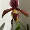 Орхидея Paphiopedilum hybrid