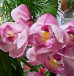 Орхидея Cymbidium (отцвел, РЕАНИМАШКА)