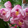 Орхидея Cymbidium (отцвел, РЕАНИМАШКА)