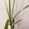 Орхидея Cymbidium (деленка без цветов)