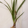 Орхидея Cymbidium (деленка без цветов)