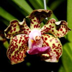 Орхидея Vanda Happy Smile x V. Kultana Fragrance (еще не цвела)