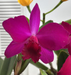 Орхидея Cattleya hybrid