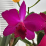 Орхидея Cattleya hybrid