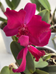 Орхидея Cattleya hybrid (отцвела)