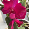 Орхидея Cattleya hybrid