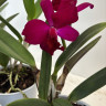 Орхидея Cattleya hybrid