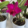 Орхидея Cattleya hybrid
