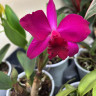 Орхидея Cattleya hybrid