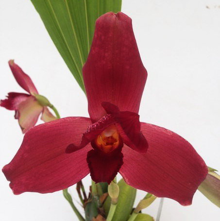 Орхидея Lycaste (еще не цвела)