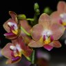 Орхидея Phalaenopsis Kantri, multiflora 