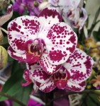 Орхидея Phalaenopsis Bohemian Mondriaan (отцвел)