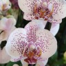Орхидея Phalaenopsis  multiflora  