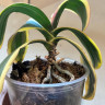 Орхидея Phal. Sogo Yenlin Coffee variegata, multiflora (отцвел, РЕАНИМАШКА*)