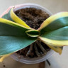 Орхидея Phal. Sogo Yenlin Coffee variegata, multiflora (отцвел, РЕАНИМАШКА*)