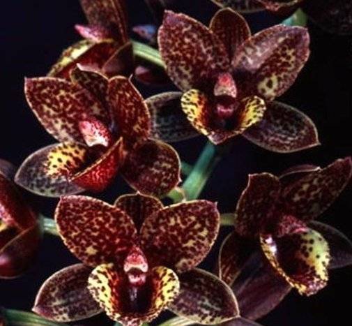 Орхидея Fredclarkeara After Dark 'Sunset Valley Orchids' (еще не