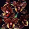 Орхидея Fredclarkeara After Dark 'Sunset Valley Orchids' (еще не цвела)    