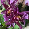 Орхидея Cambria  
