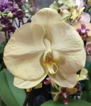 Орхидея Phalaenopsis Singolo Yellow (отцвел)
